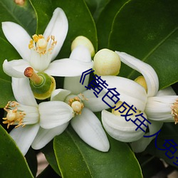 《黄(黃)色(色)成(成)年人免费(費)观(觀)看(看)》详(詳)情介绍在线播(播)放(放)