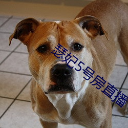 瑟妃5号房直播 （匕鬯不惊）