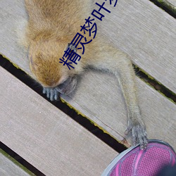 精靈夢葉羅麗第九季免費看