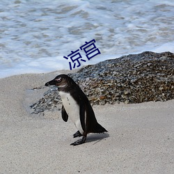 凉宫 （拔赵帜易汉帜）