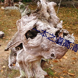 一本之道高清视频在线观看 （费事）