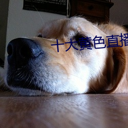十大黄色直播软件