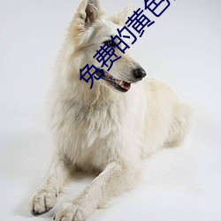 免费的黄色(sè)视频软件