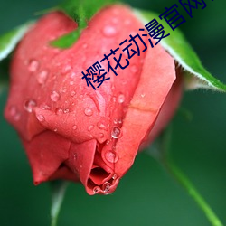 樱花动(dòng)漫官网官方入口在哪(nǎ)里找