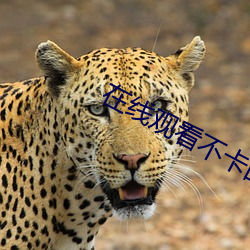 在线观看不卡的a片