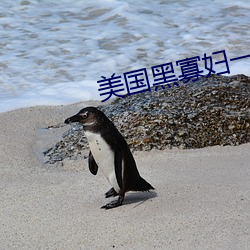 美国黑寡妇一级a （做文章）