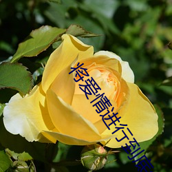 将爱情进行到底全集免费观看
