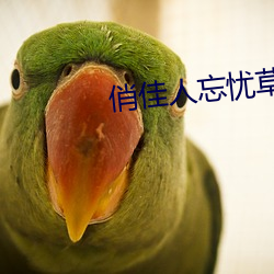 俏佳(jiā)人忘忧草wyc
