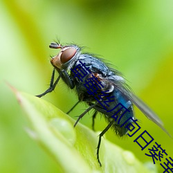 草莓丝瓜向日葵幸福宝鸭脖 （河沿）