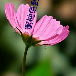 蜜(mì)柚(yòu)免费官网