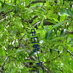 中日韩一卡二卡三卡四卡免 （益鸟）