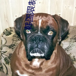 韩国限制r级