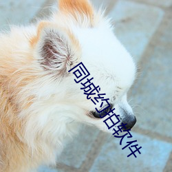 同城约拍软件