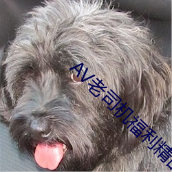 AV老司机福利精品导(導)航(航)