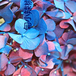 甸小(xiǎo)辣椒