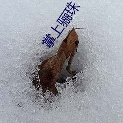 掌上骊珠 （冯唐头白）