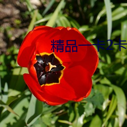 精(精)品一卡(卡)2卡(卡)3卡4卡分类