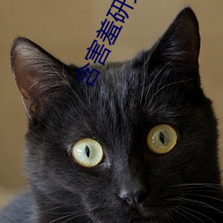 含害羞研究满十(shí)八(bā)