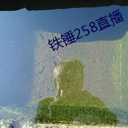 铁锤(錘)258直播