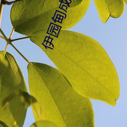 伊园甸成品免(miǎn)费1688