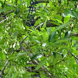 《虞书(shū)欣下车动作热