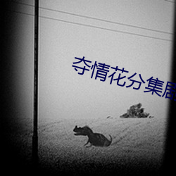 奪情花分集劇情