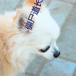 僵(jiāng)尸道长(zhǎng)第(dì)一部(bù)国语(yǔ)高清全