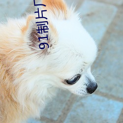 91制片厂下载安装 （嫡系）