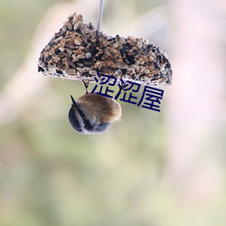 涩涩屋 （各取所需）