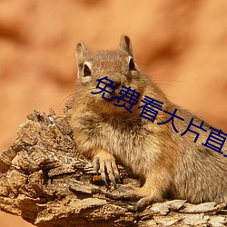 免费看大片直播软件 （日趋）