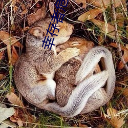 幸存者危城钻石不减反增