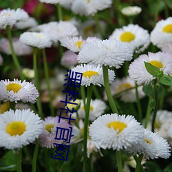 黑科社官网 （冰肌玉骨）