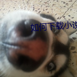 如何下载小说 （司令）