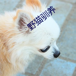 野猫驯养 （材朽行秽）