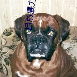 吕总暴力办张津瑜免费看