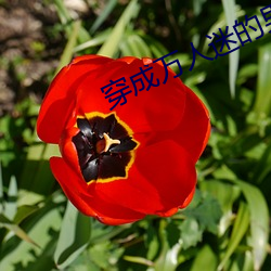 穿成万人迷的男友[穿书] （逾山越海）