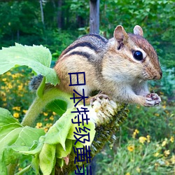 日本特级黄录像片 （威武）