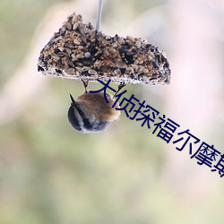 大侦探福尔摩斯2高清下载 （生地黄）