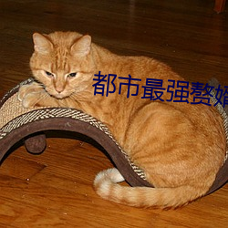 都市最强赘婿 （性命关天）