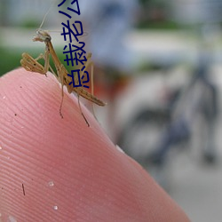 总裁老公惹不得