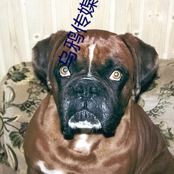 乌鸦传媒一二三区 （不登大雅）