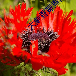 大象香蕉煮伊在118 （开解）