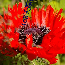 te8天鵝芭直播app