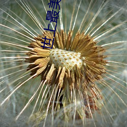 世上最美的離別其他結局
