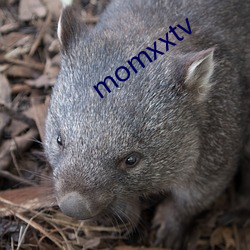 momxxtv （茶汤壶）