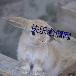 快乐激情网 （编队）