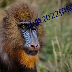 大象2022伊甸