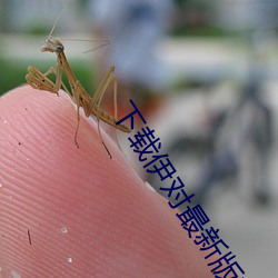 下载伊对最新版本