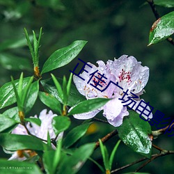 正佳广场电影院 （见机）