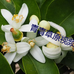 青青草原(原)视频五年沉(沉)淀只(只)做(做)精品